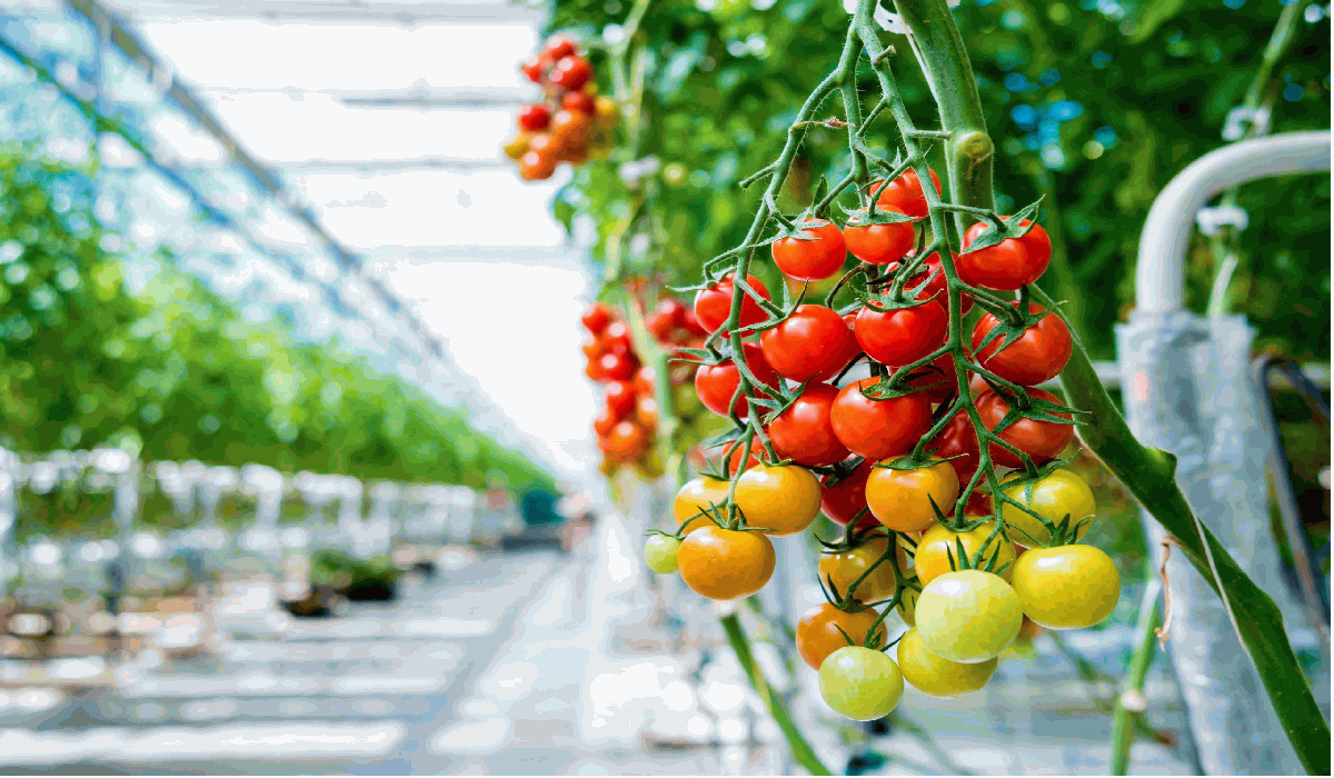 Agricultural and Environmental Exhibition to be held this month